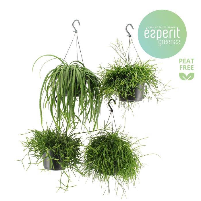 Rhipsalis