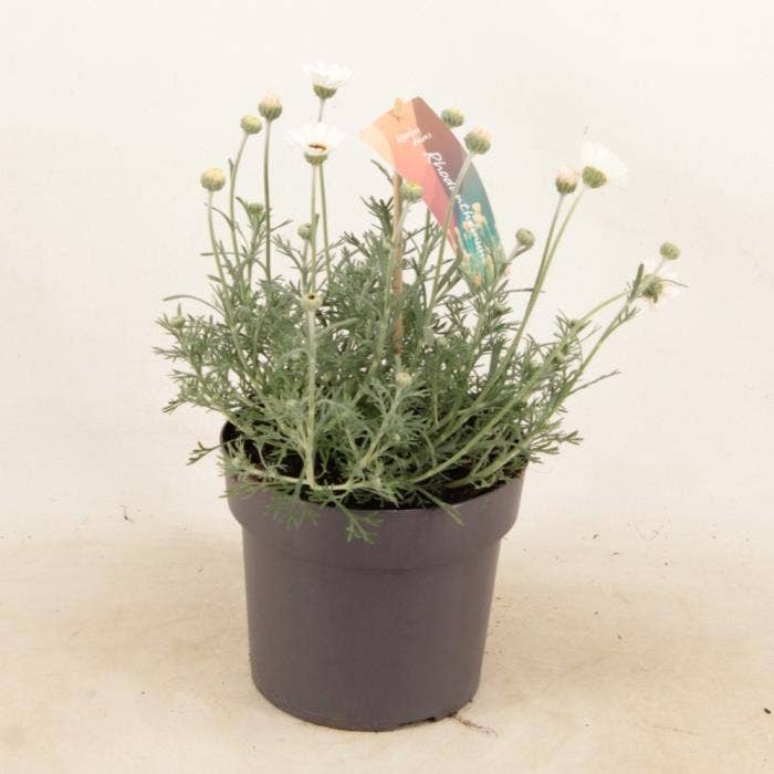 Rhodanthemum Casablanca