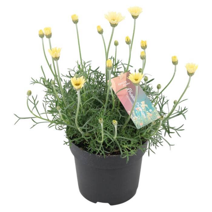 Rhodanthemum hosm. 'Zagora Yellow'