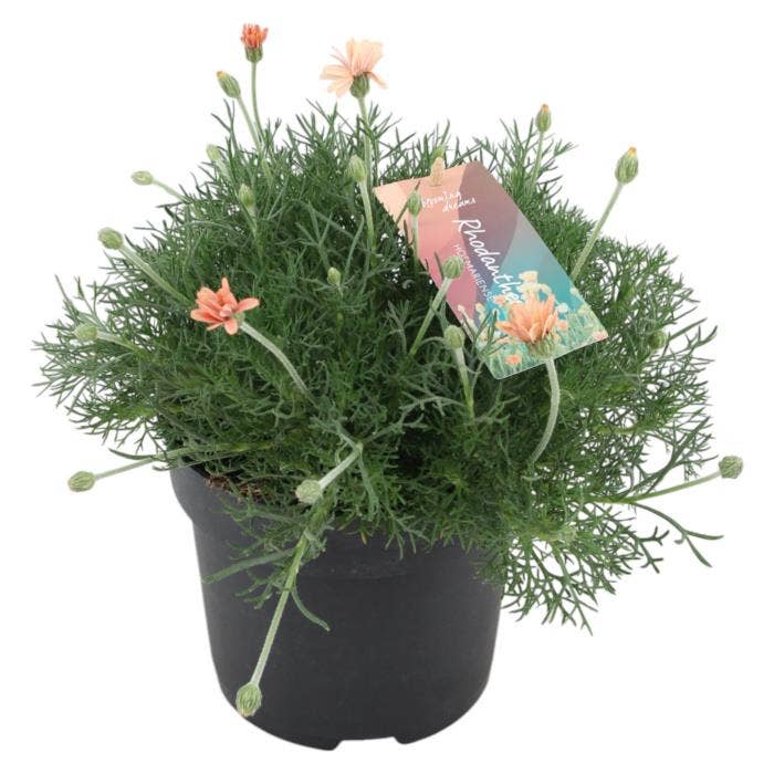 Rhodanthemum hosmariense 'Zagora Orange' (NL)