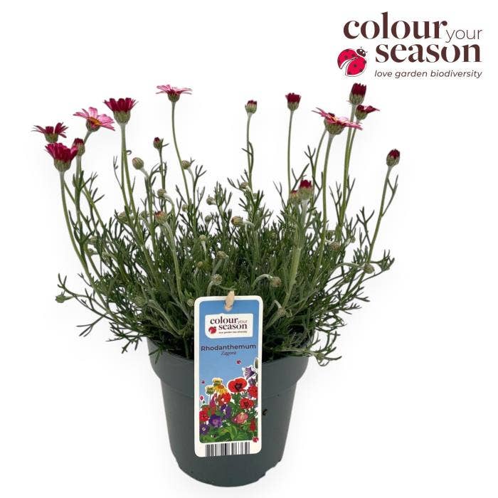 Rhodanthemum 'Marrakech'
