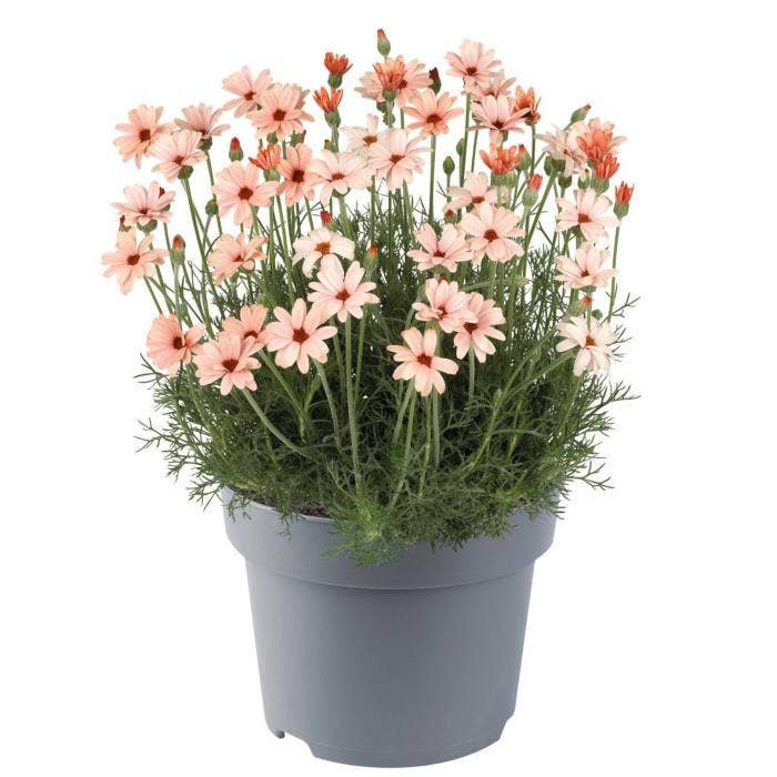 Rhodanthemum 'Zagora Orange'