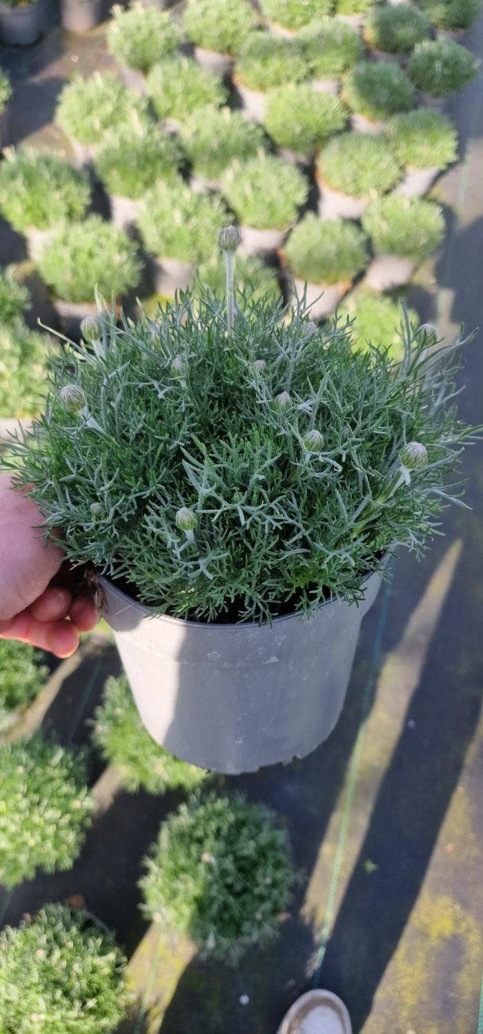 Rhodanthemum Zagora Yellow