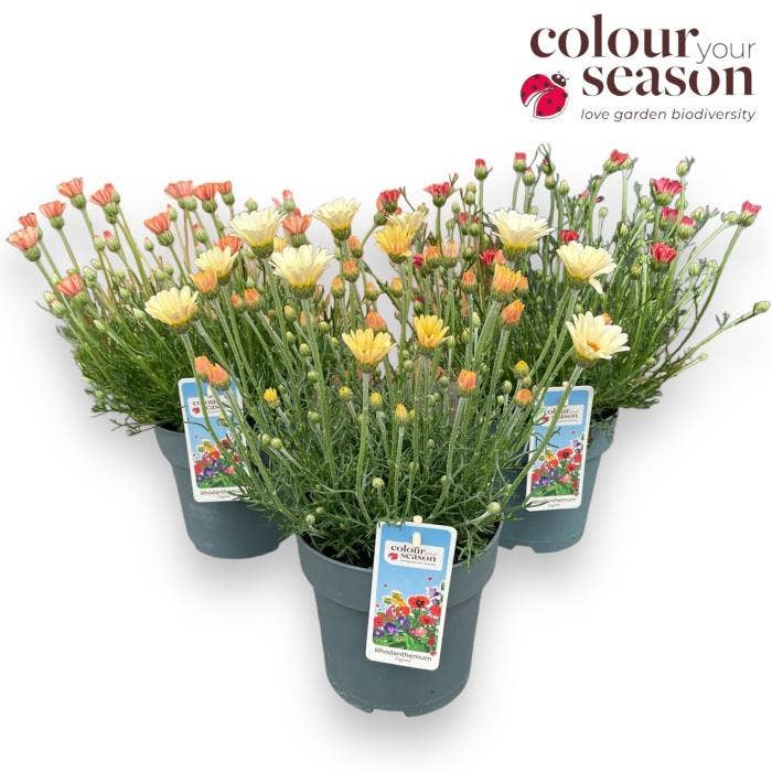 Rhodanthemum 'Zagora'