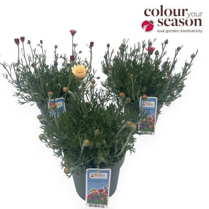Rhodanthemum Zagora