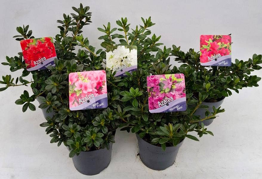 Rhododendron / Azalea japonica
