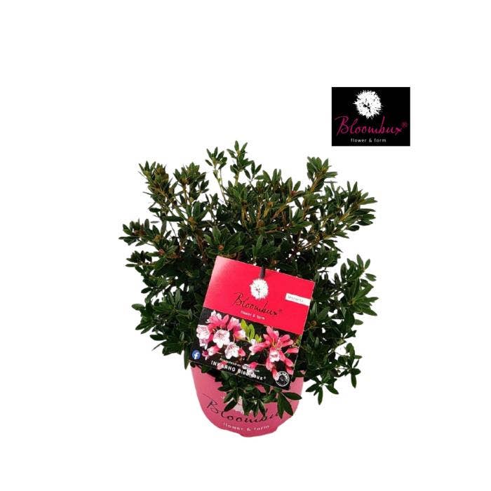 Rhododendron 'Bloombux Magenta'