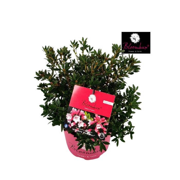 Rhododendron 'Bloombux Magenta'