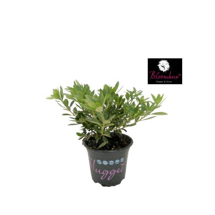 Rhododendron 'Bloombux'