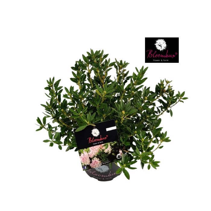 Rhododendron 'Bloombux'