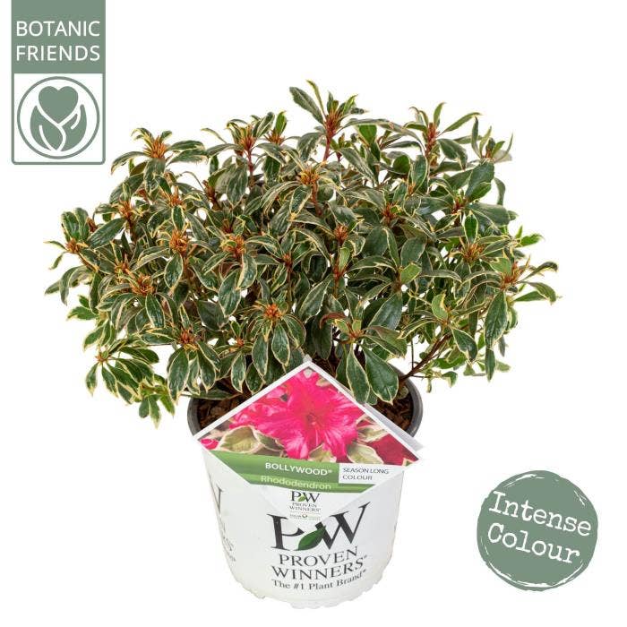 Rhododendron 'Bollywood'