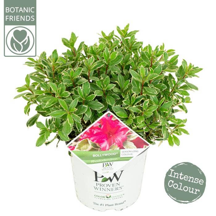 Rhododendron 'Bollywood'