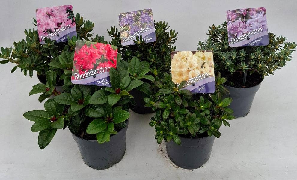 Rhododendron dwarf