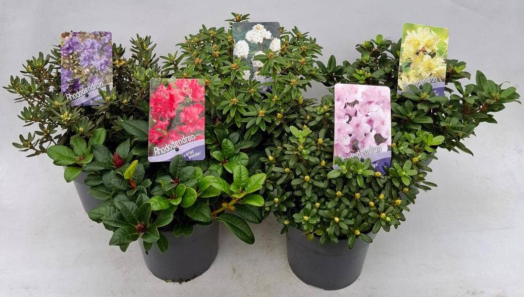 Rhododendron dwarf
