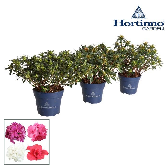 Rhododendron Hortinno Evergreen