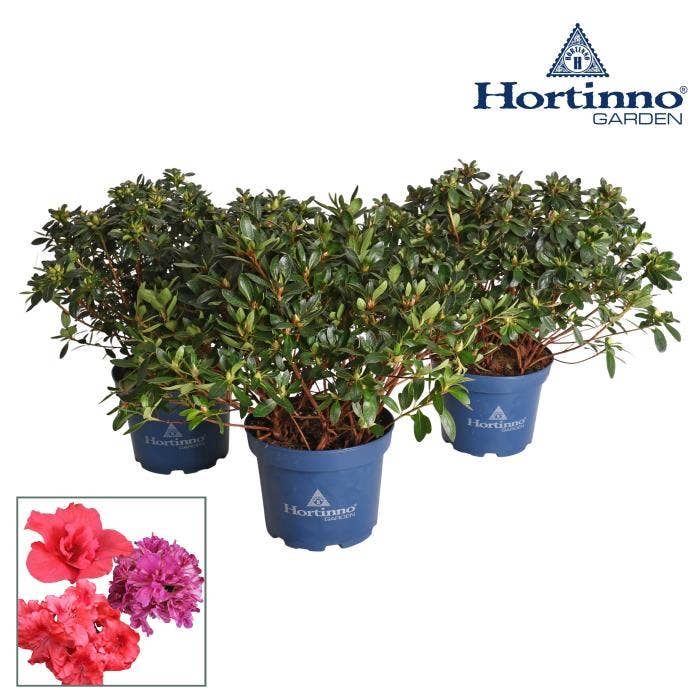 Rhododendron Hortinno Evergreen