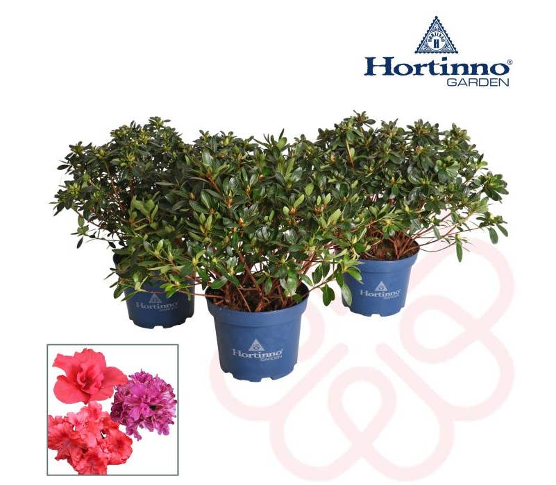 Rhododendron Hortinno Evergreen
