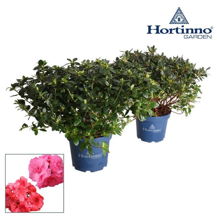 Rhododendron Hortinno Evergreen