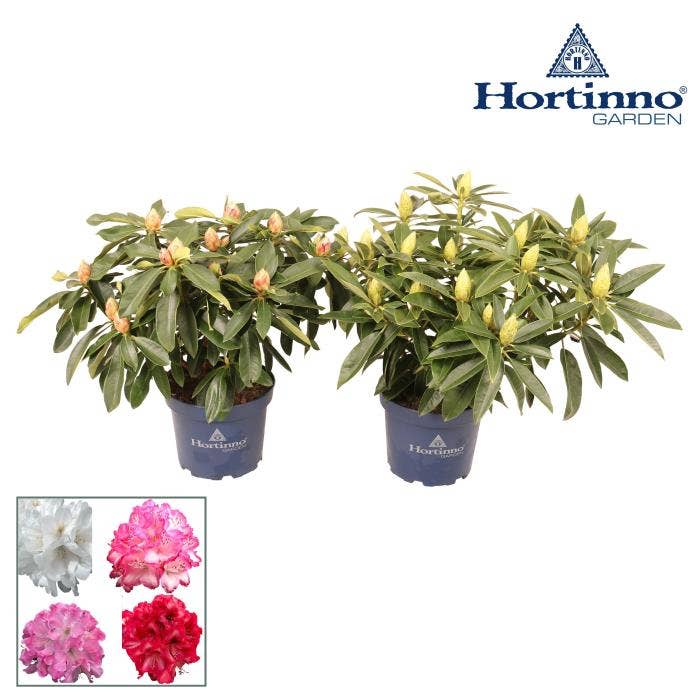 Rhododendron Hortinno XXL Collection