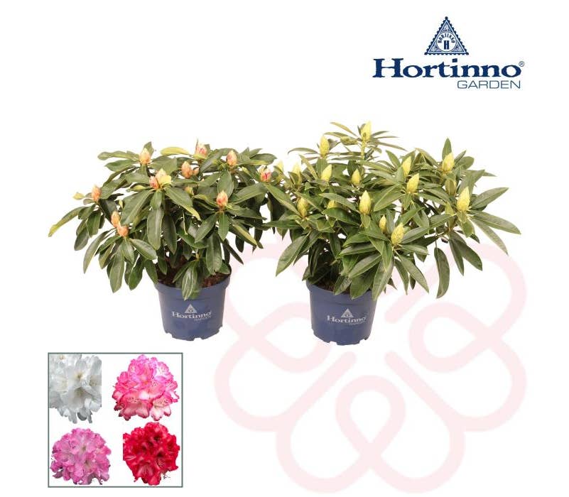 Rhododendron Hortinno XXL Collection
