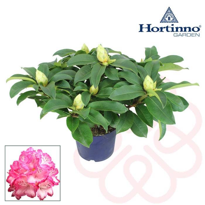 Rhododendron Hortinno XXL The Original Green
