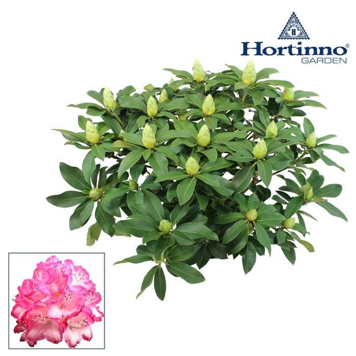 Rhododendron Hortinno XXL The Original Green
