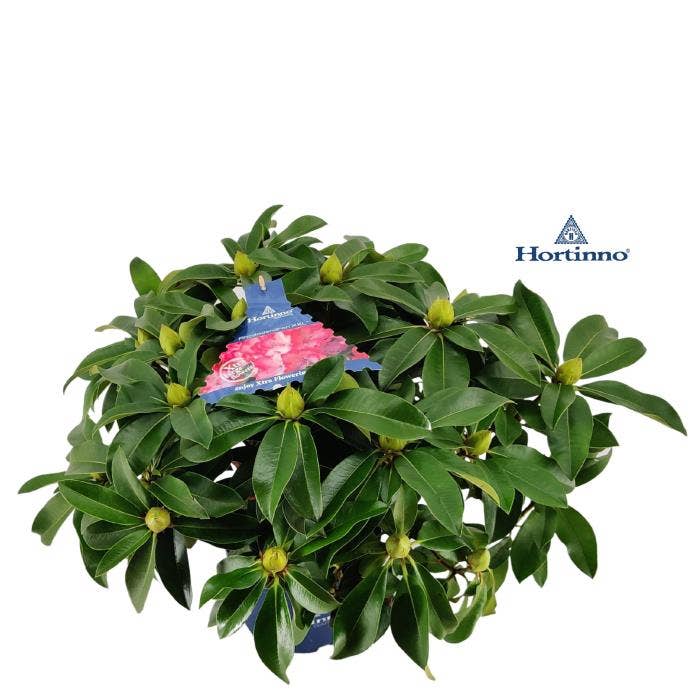 Rhododendron Hybride XXL Medium