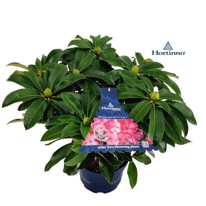 Rhododendron Hybride XXL