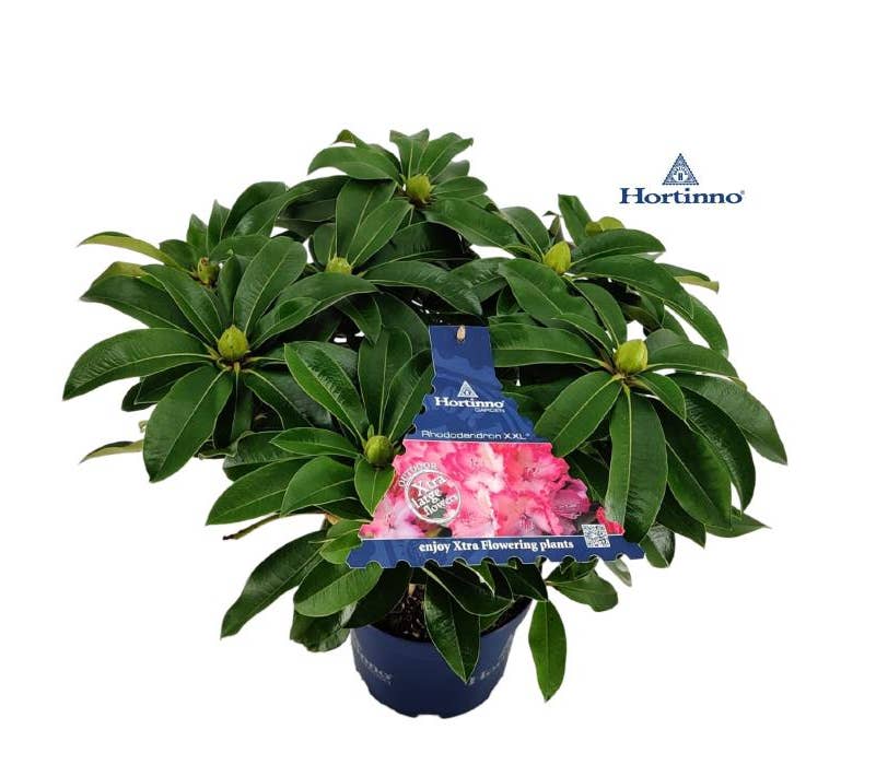 Rhododendron Hybride XXL