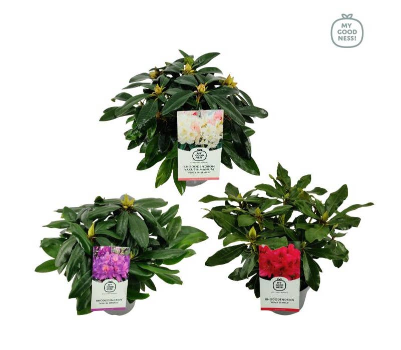 Rhododendron Hybride