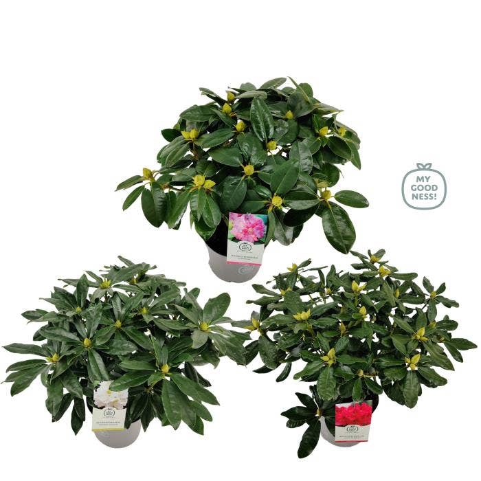 Rhododendron Hybride