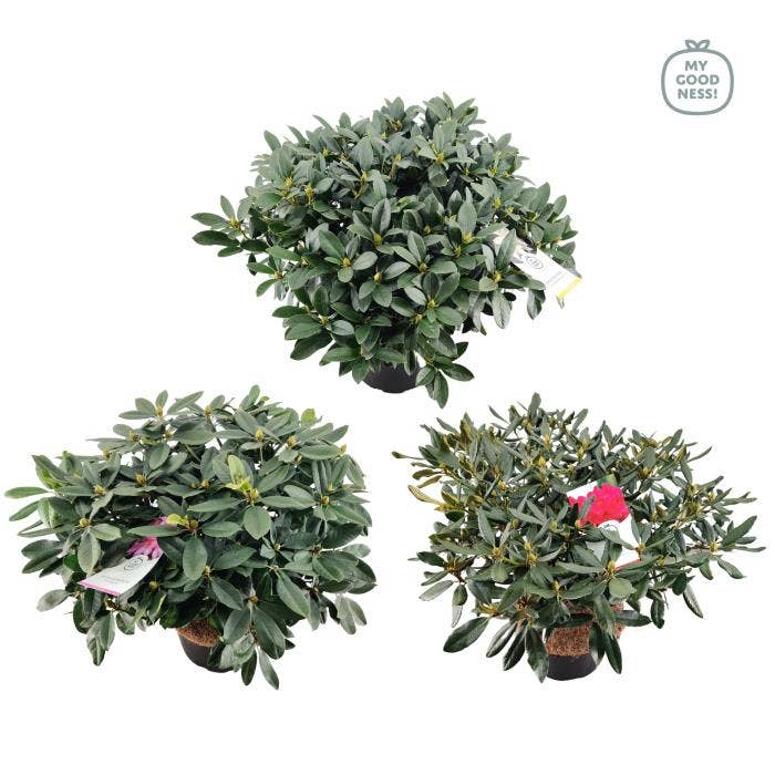 Rhododendron Hybride
