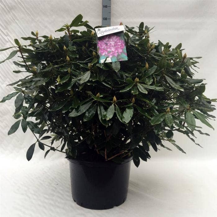 Rhododendron Hybride