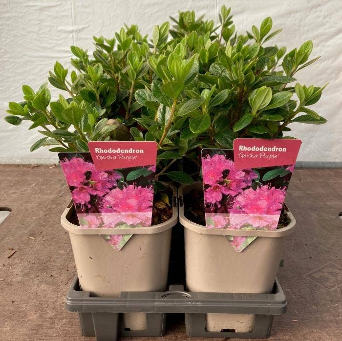 Rhododendron jap. 'Geisha Purple'