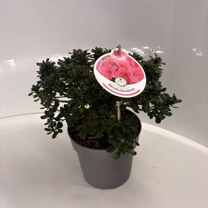 Rhododendron japonicum