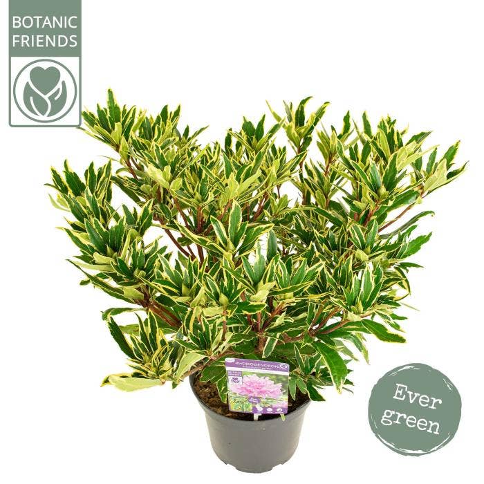 Rhododendron 'Ponticum variegatum'