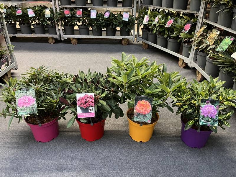 Rhododendron 'Sun Fire'