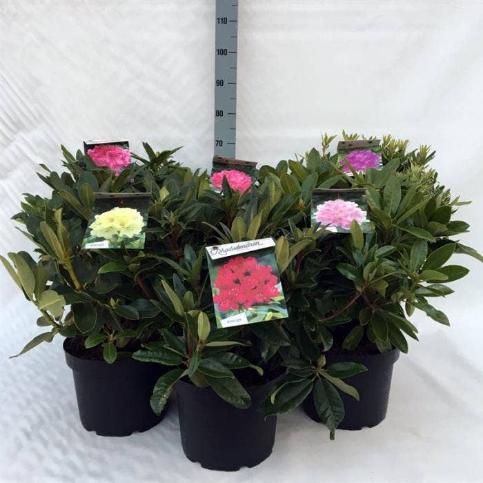 Rhododendron