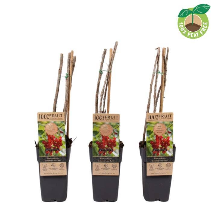 Ribes rub. 'Jonkheer van Tets'