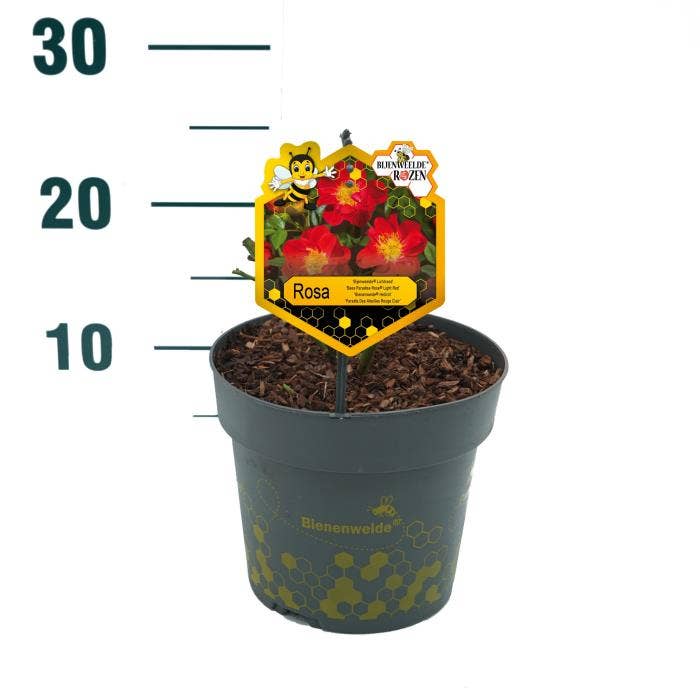 Rosa 'Bijenweelde' Light Red