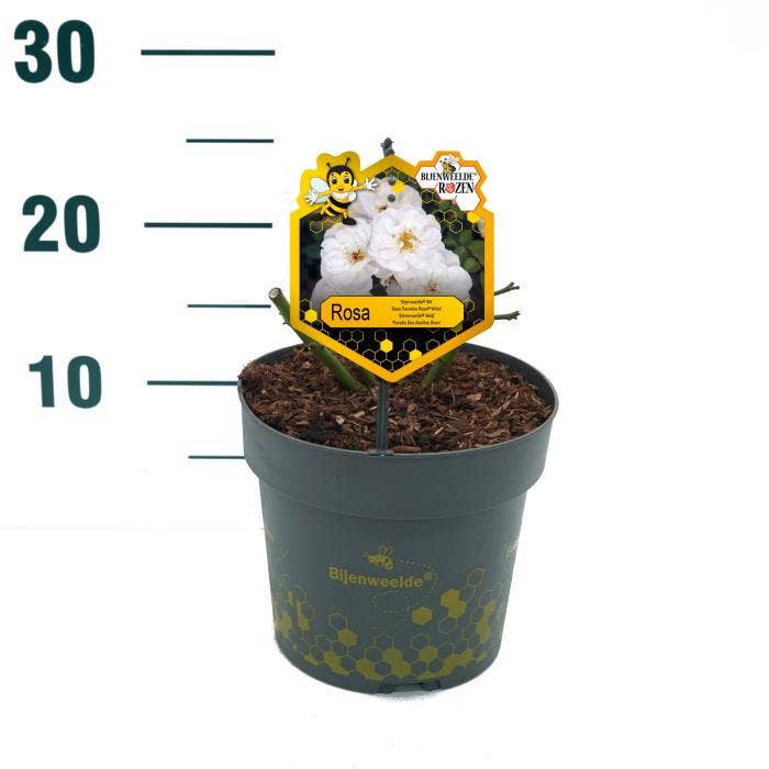 Rosa 'Bijenweelde' White