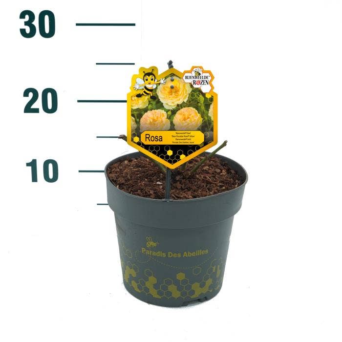 Rosa 'Bijenweelde' Yellow