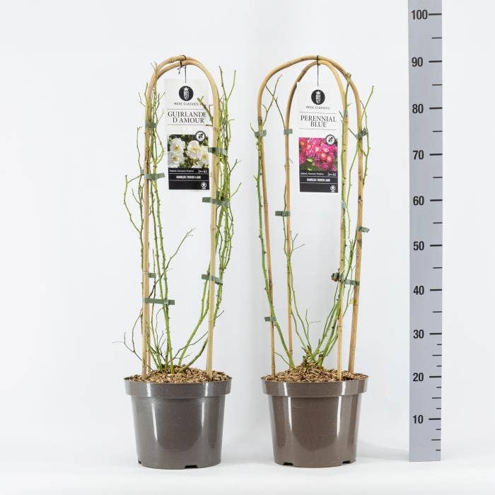 Rosa Classic Rambler