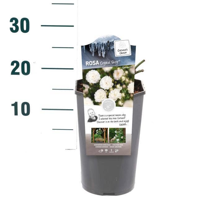 Rosa 'Crystal Fairy'