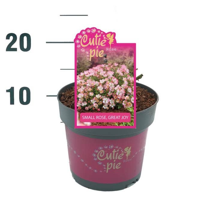 Rosa 'Cutie Pie'