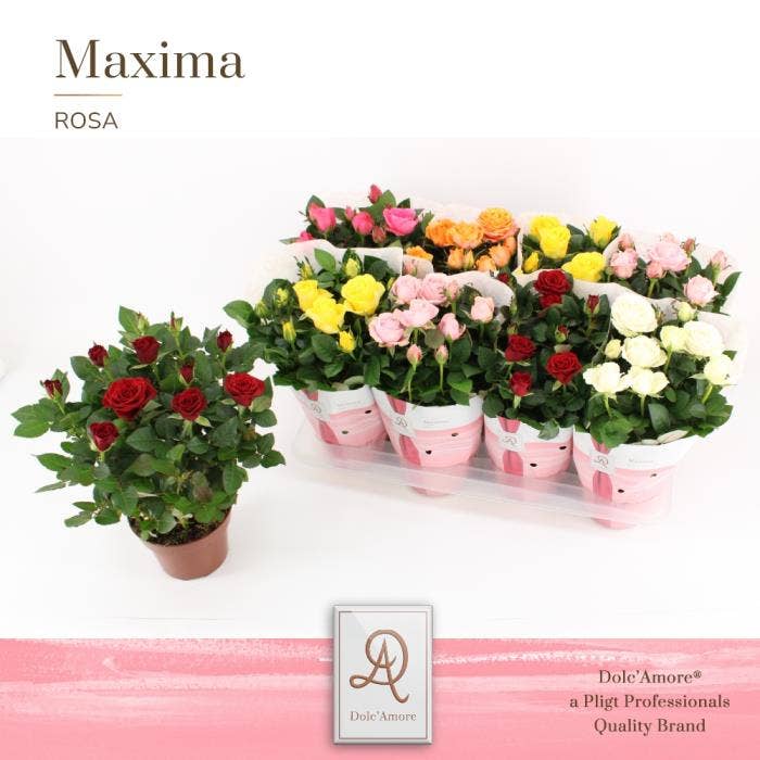 Rosa Dolc'Amore® Maxima