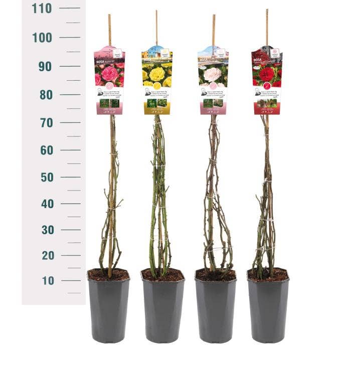 Rosa Exclusive climber