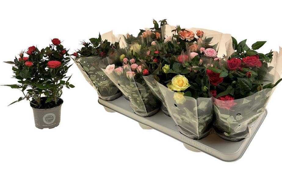 Rosa Kordana Classic