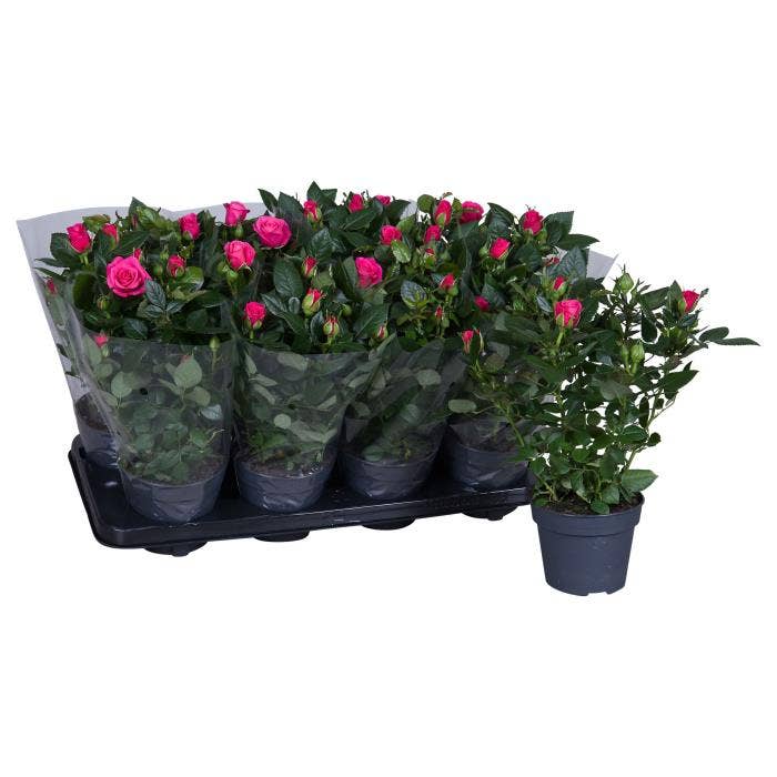 Rosa PatioHit deep pink