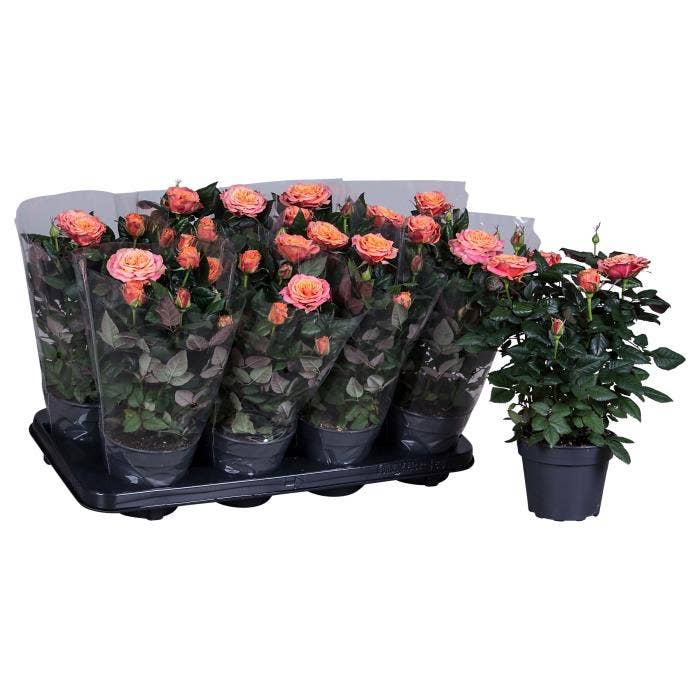 Rosa PatioHit orange